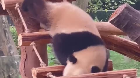 Curiosidades sobre o panda