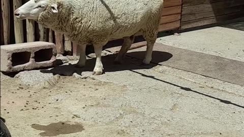 sheep