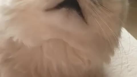 Cat with Mesmerizing Eyes: Moments of Pure Magic!