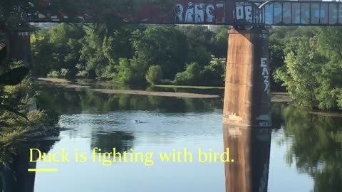 Ducks 🦆 was fighting with birds 🦅