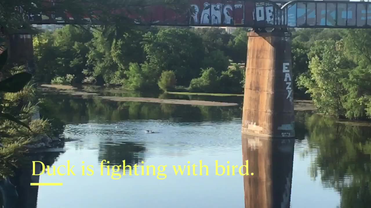 Ducks 🦆 was fighting with birds 🦅