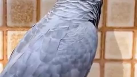 The Bird's Asking Questions,