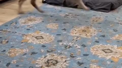 😂🤣 Pure Happiness! A Cat's Joyous Moment | FunFM