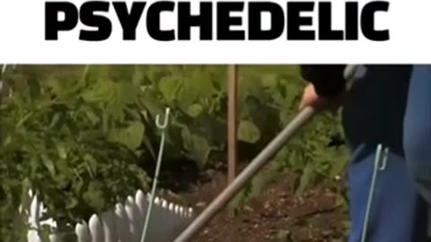 ADRENOCHROME A PSYCHEDELIC DRUG EXTRACTED FROM,