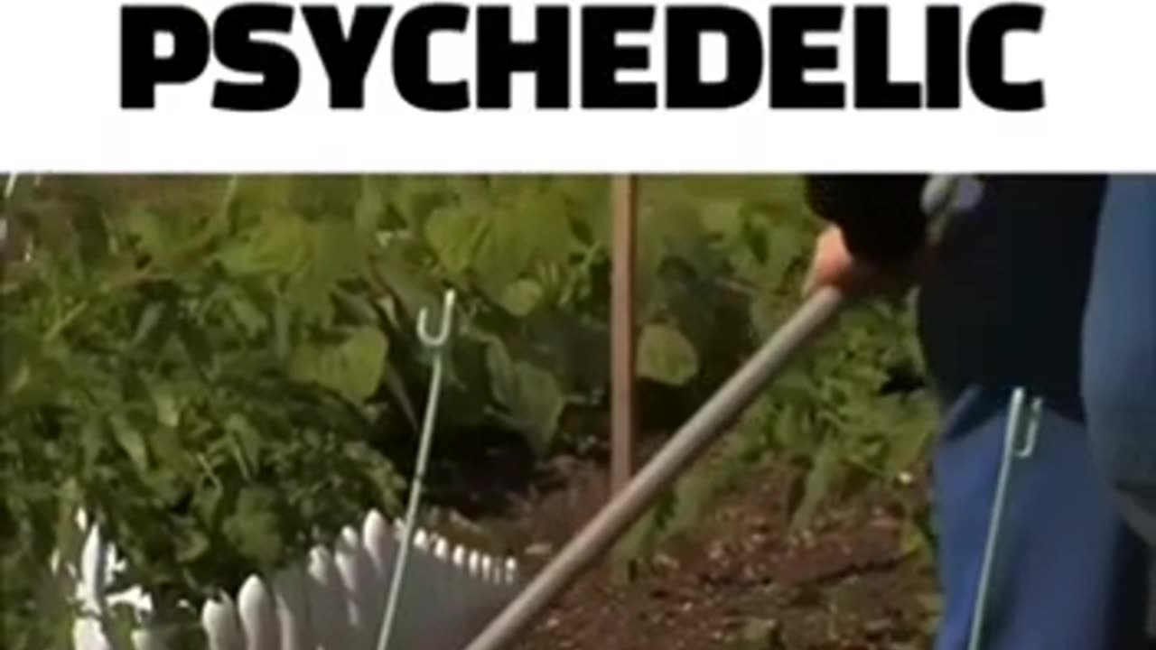 ADRENOCHROME A PSYCHEDELIC DRUG EXTRACTED FROM,