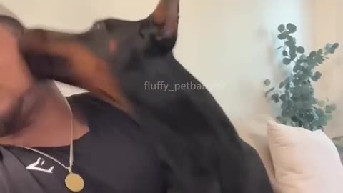 Pretending to bite my dog