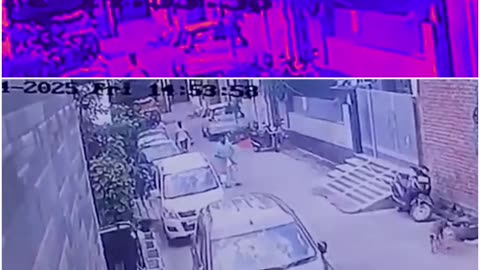 Bijnor Outrage: Retired Engineer Shoots Dog Dead in Colony — CCTV Captures Brutal Act, Panic Follows