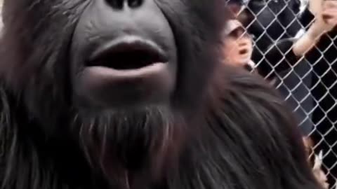 Bigfoot experiences the stupidity of libtards
