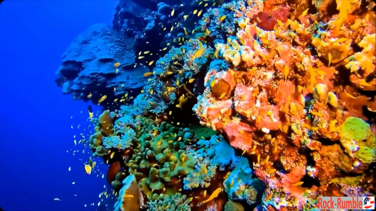 Jethro Tull Aqualung Aquatic Wildlife