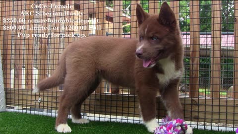 Coco_Dash_pups_born 5-16=2025