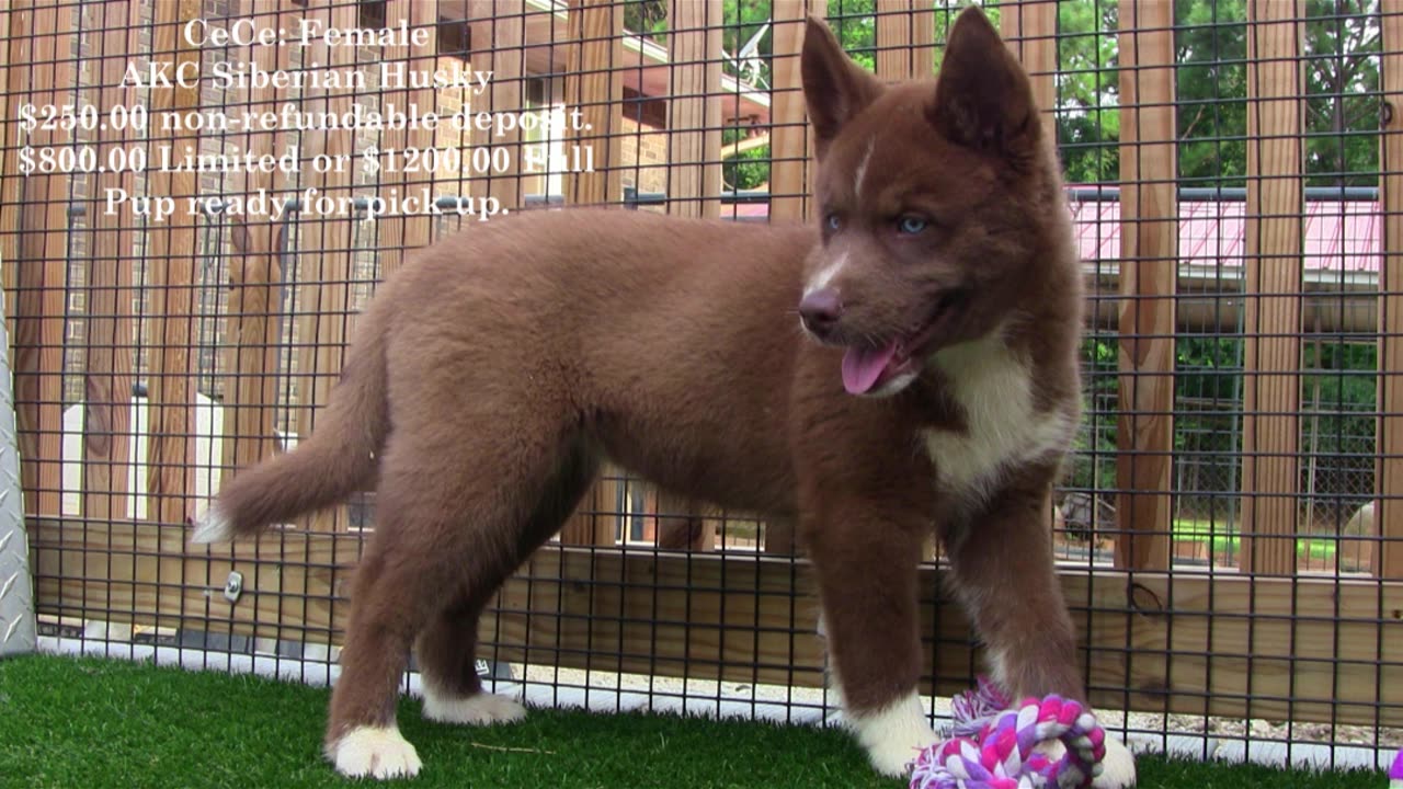 Coco_Dash_pups_born 5-16=2025