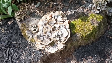 Mushrooms