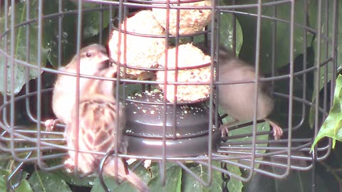 Close-Up of Sparrows Feeding on Suet | Sparrow at Feeder