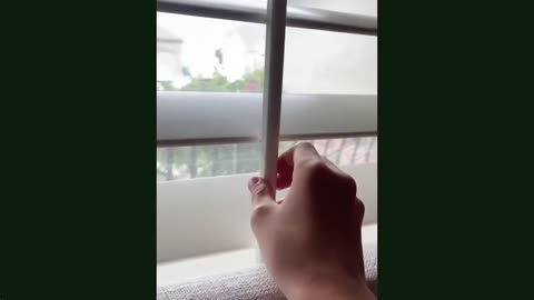 What Happens When Pets Take Over Your Day? FUNNY ANIMAL MOMENTS PART 1