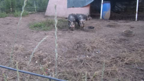 Piggies evening snack