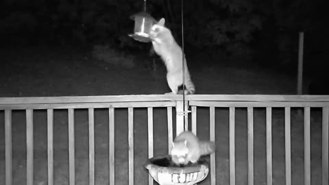 Night Visitors