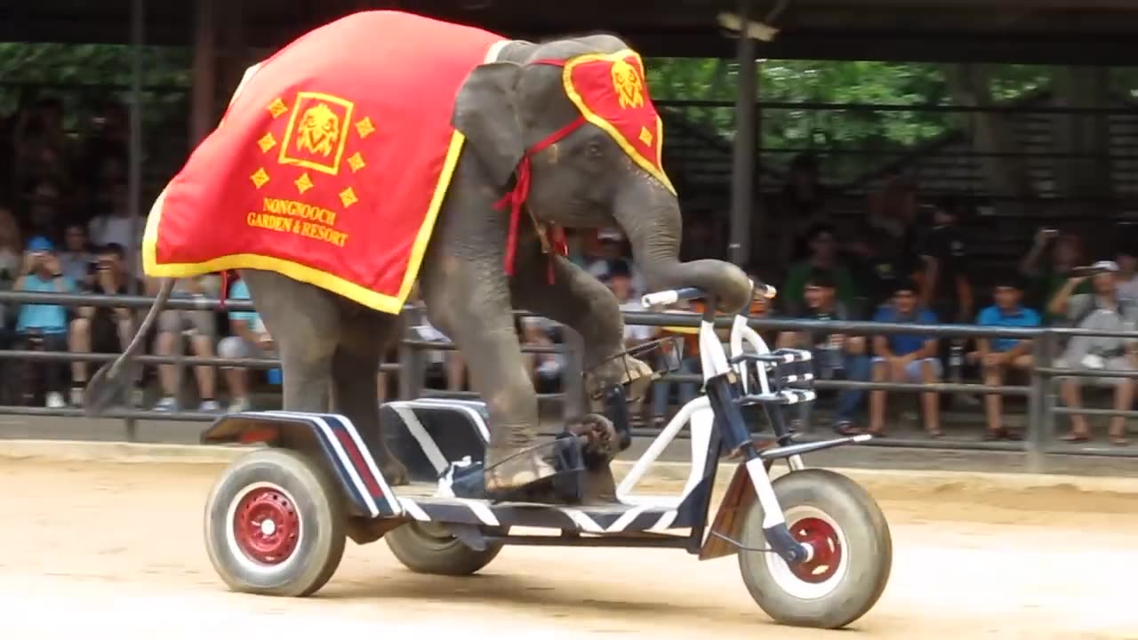 The elephants ride a bike😂😂