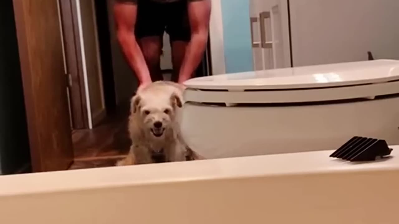 Funny dog moments 11