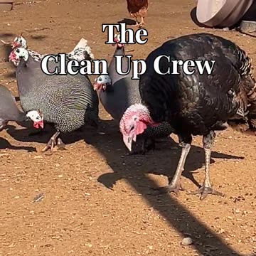 The Clean Up Crew