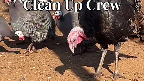 The Clean Up Crew