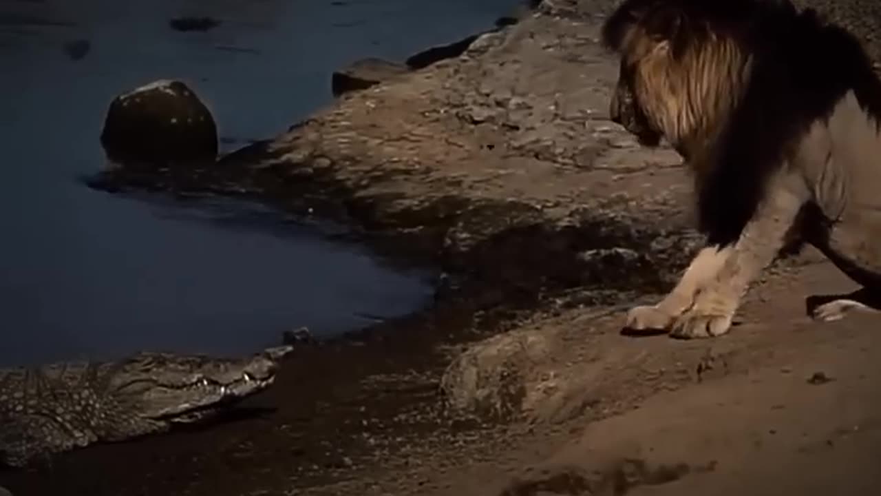 animals