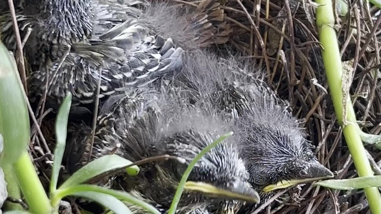 🐥 BABY BIRDS
