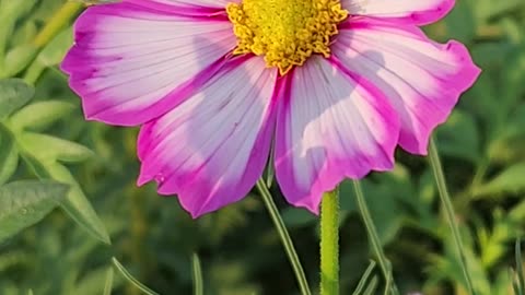 New Wildflower Color Scheme Mutation Discovered
