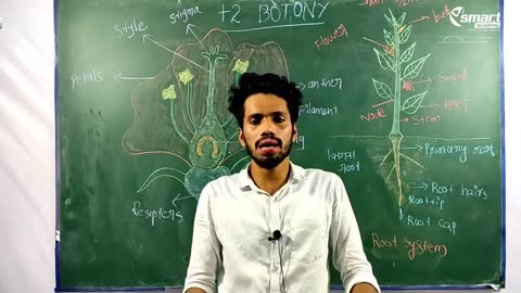 Plus Two Biology Chapter 7 Shoot System