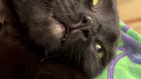 Cute Precious Piper is Dreaming - My Adopted Shelter Cat Vlog #shorts
