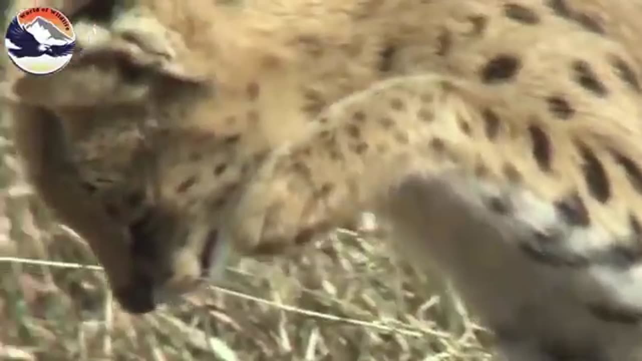 Relentless Kalahari, A Brutal Battle For Survival