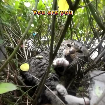 Two CATS Livestreamers engage in a real life