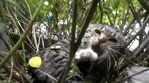 Two CATS Livestreamers engage in a real life