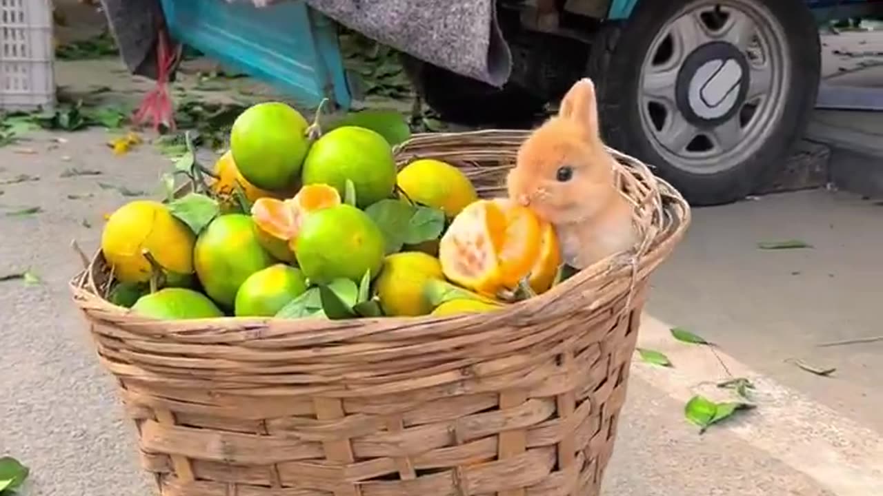 Furry shoplifters need to shop.