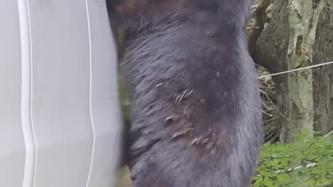 Bear Found What He Was Looking For