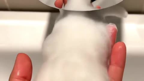 Cutest Kittens Compilation 🐱❤️ Adorable Moments That Will Melt Your Heart