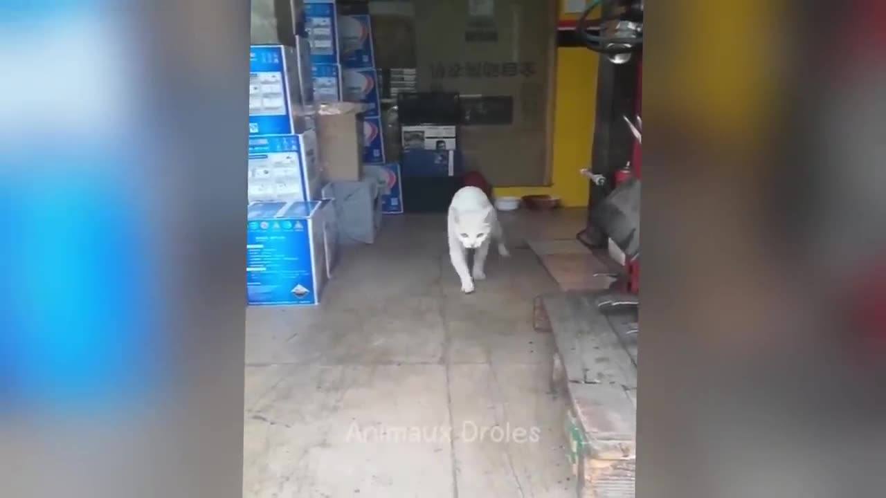 VERY funny Animals video must Watch