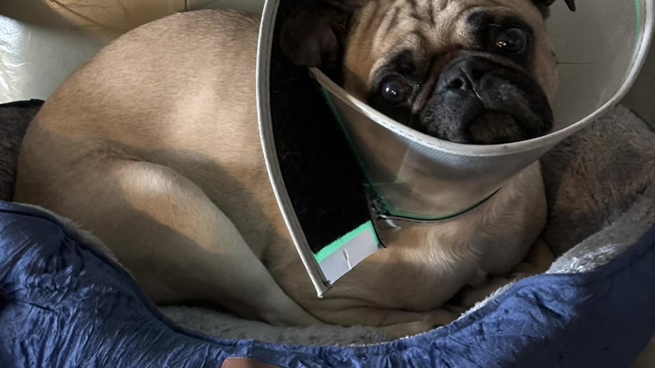 Poor Togo!
