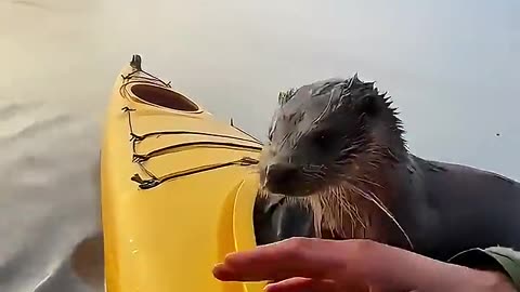 This man adopted a homeless otter and then becam its surrogate dad