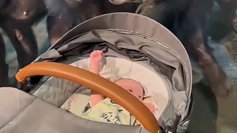 When the gorilla first saw a human baby🥰🦍