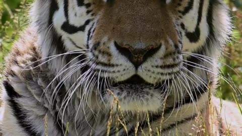 Beautiful Tiger