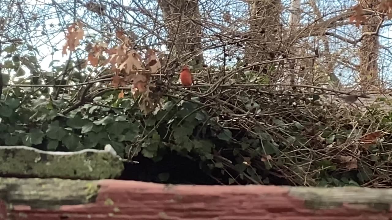 Northern Cardinal
