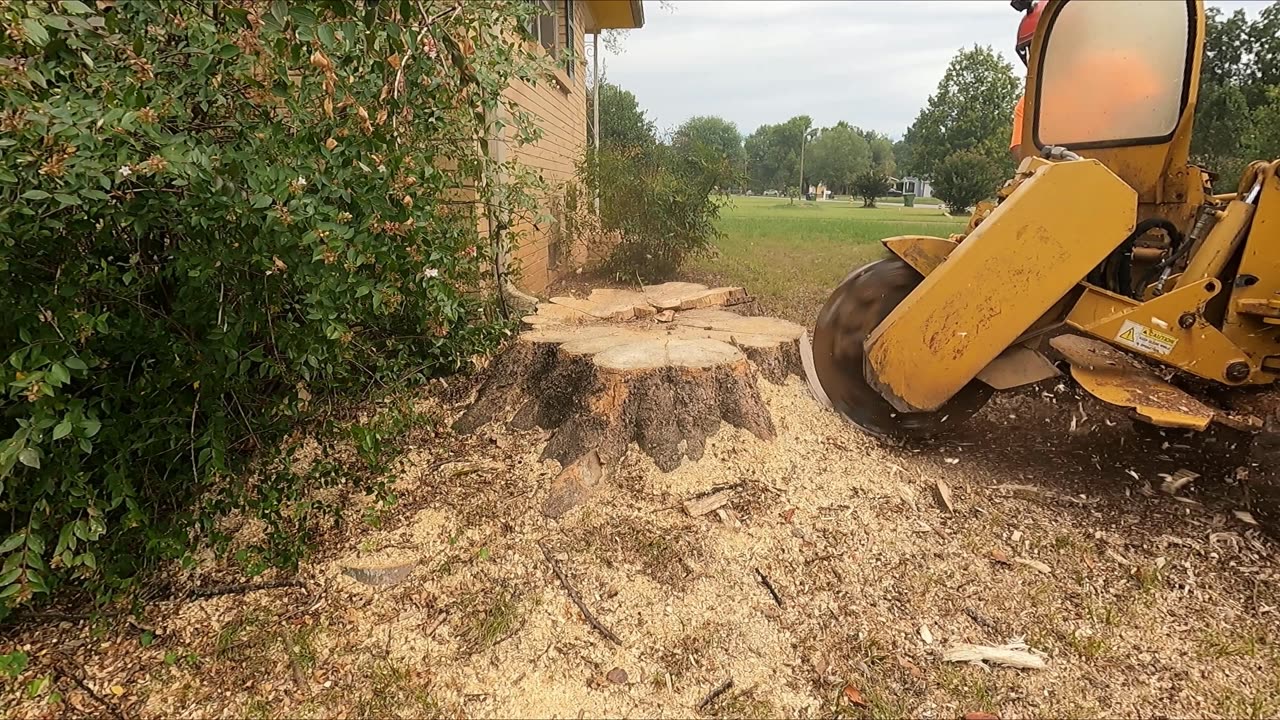 Stump Grinding Several Stumps in Huntsville