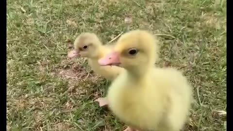 Cute baby ducks