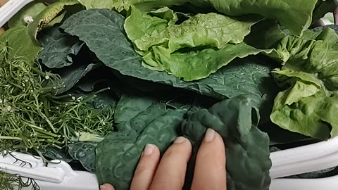 Unboxing my community garden haul