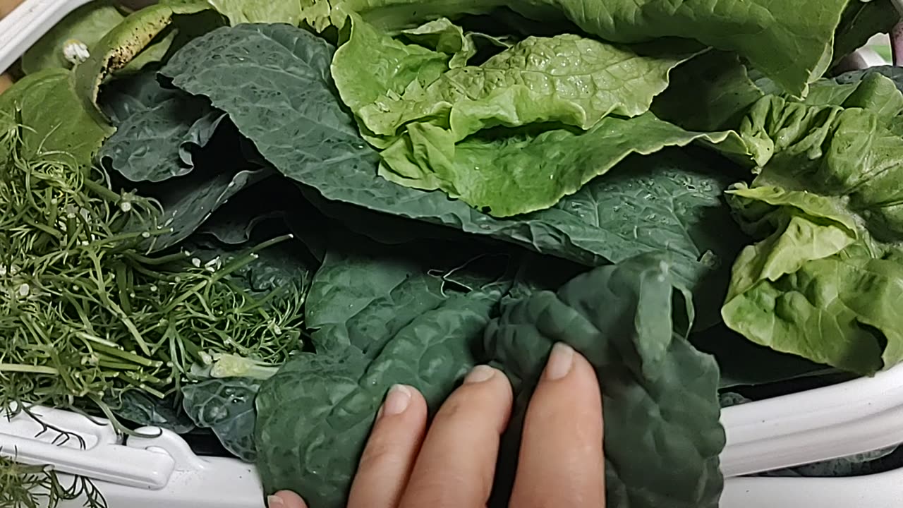 Unboxing my community garden haul