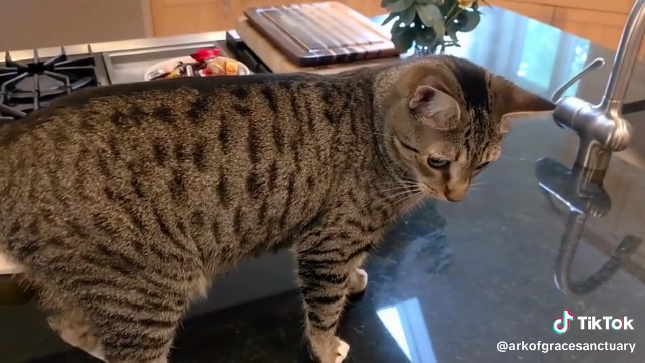 Esther Antics