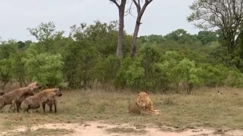 the Lion wasn't bothered and laid down confidently.