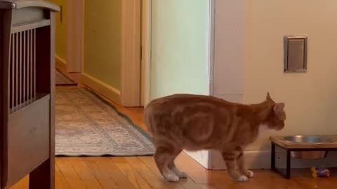 Clever Cat Turns on Light Switch