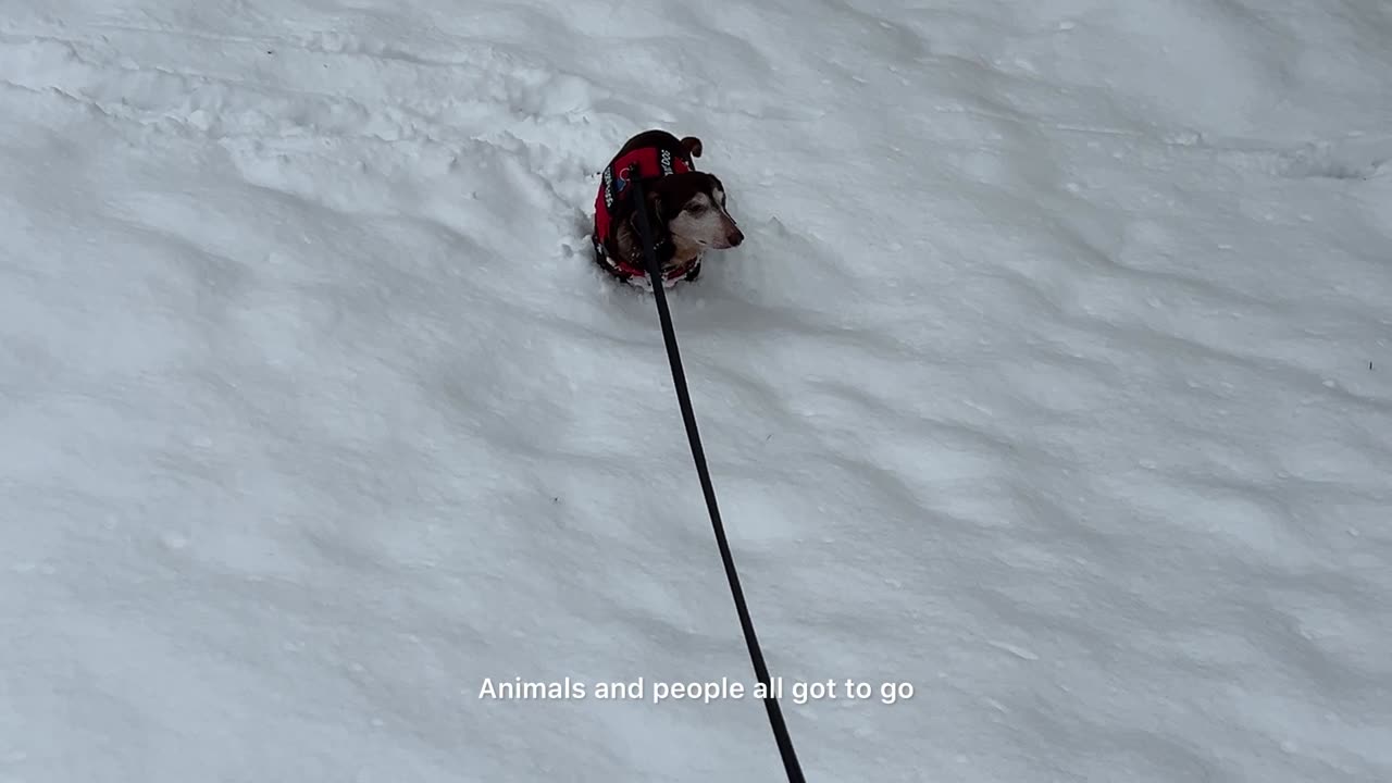 He needs to go out again