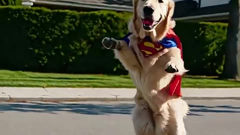 Superman Retriever on Skateboard! #animals #ai #dog #goldenretriever #viral #shorts #cuteanimals